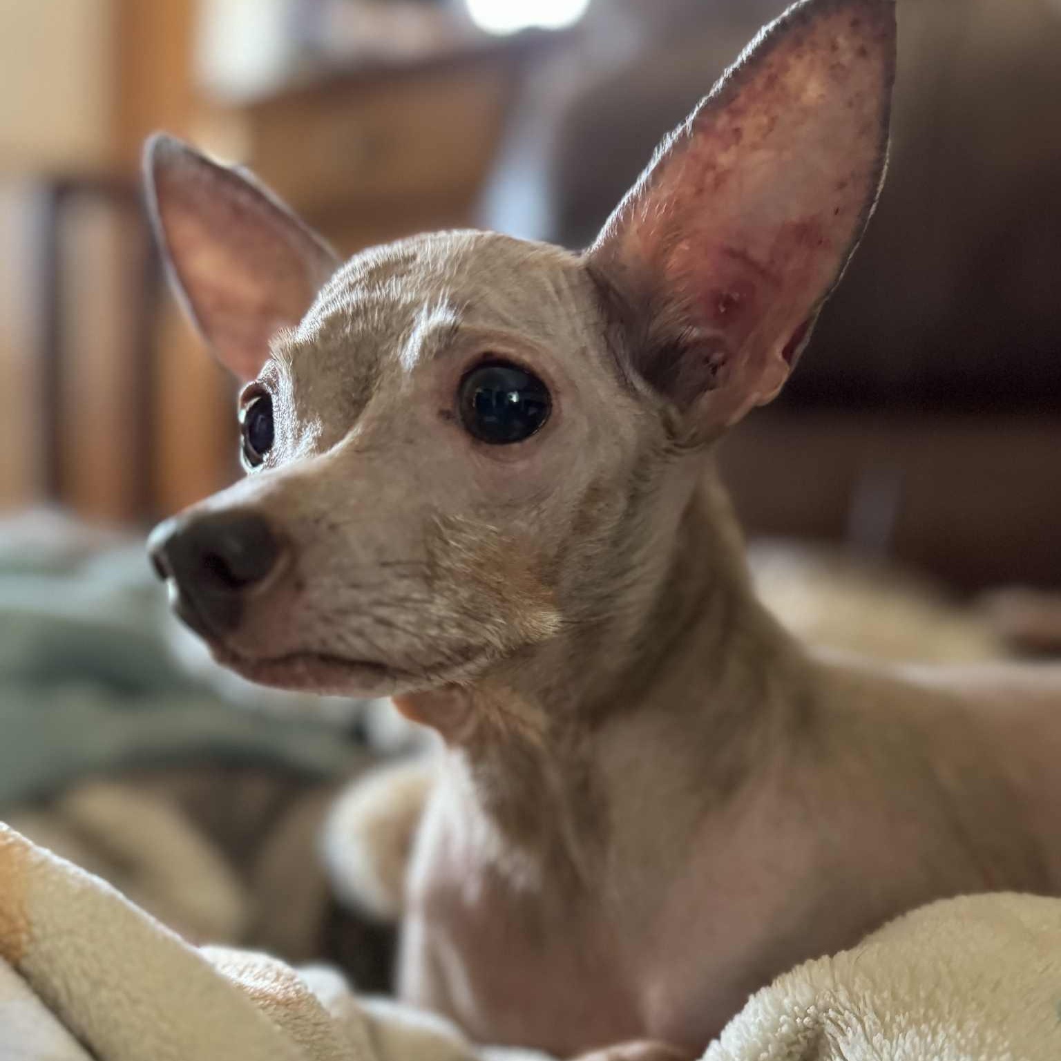 Enlarge Gracie, a Adoptable mixed breed in Cherry Hill, NJ image 2/4