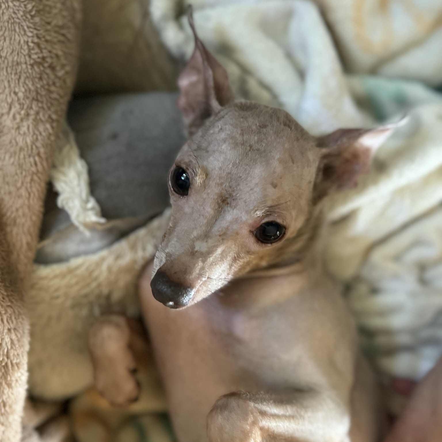 Enlarge Gracie, a Adoptable mixed breed in Cherry Hill, NJ image 3/4