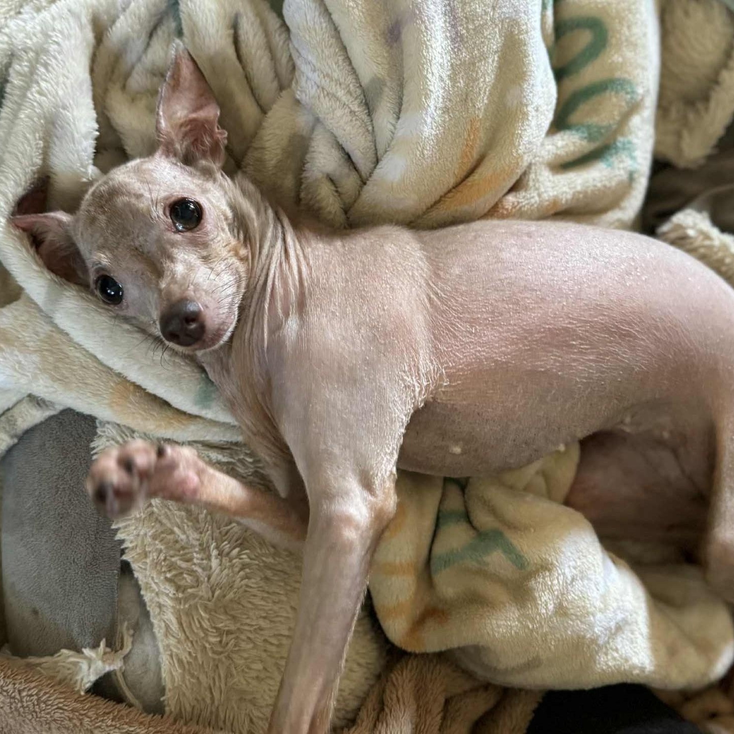 Enlarge Gracie, a Adoptable mixed breed in Cherry Hill, NJ image 4/4