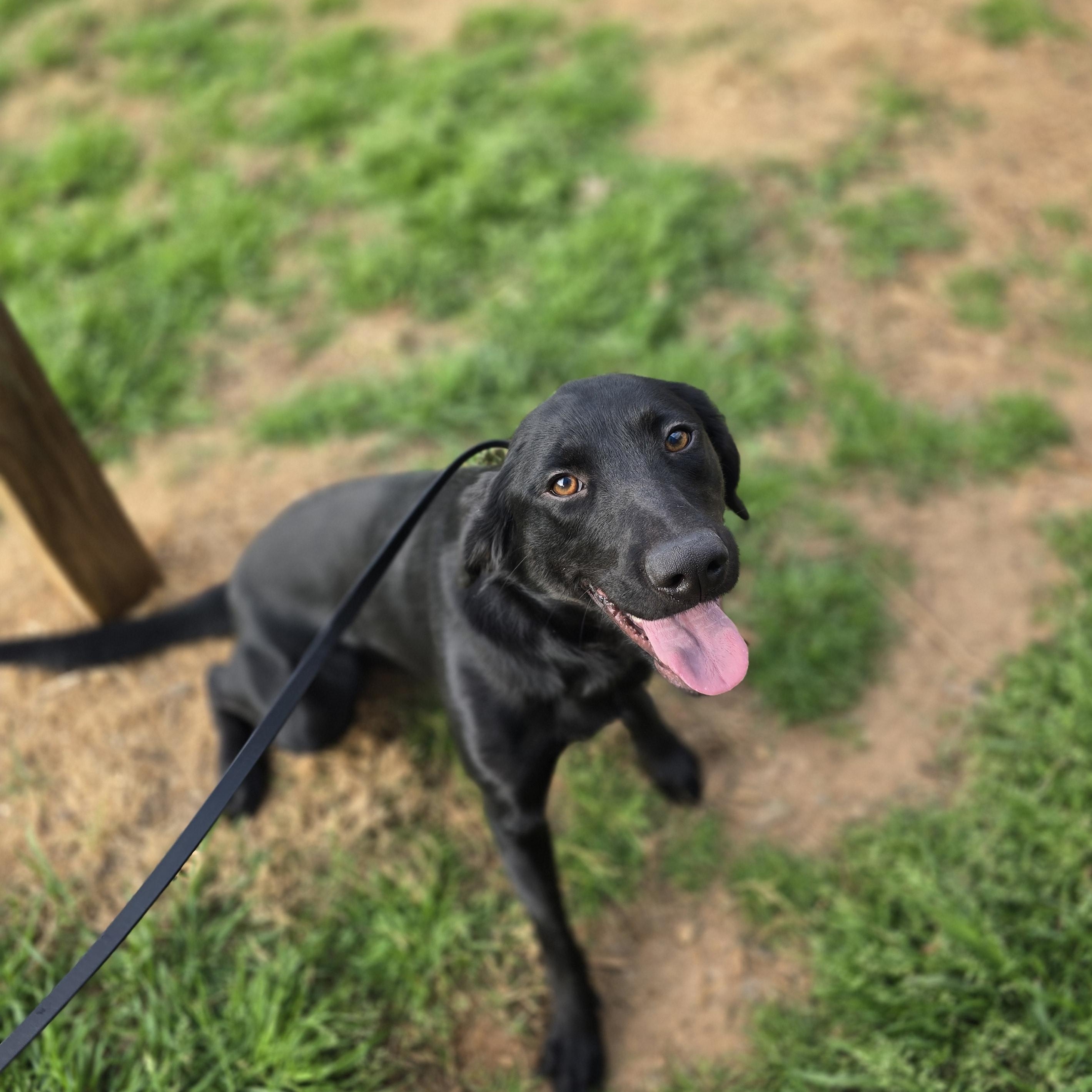 Riley, adopted, Young Female Black Labrador Retriever.
