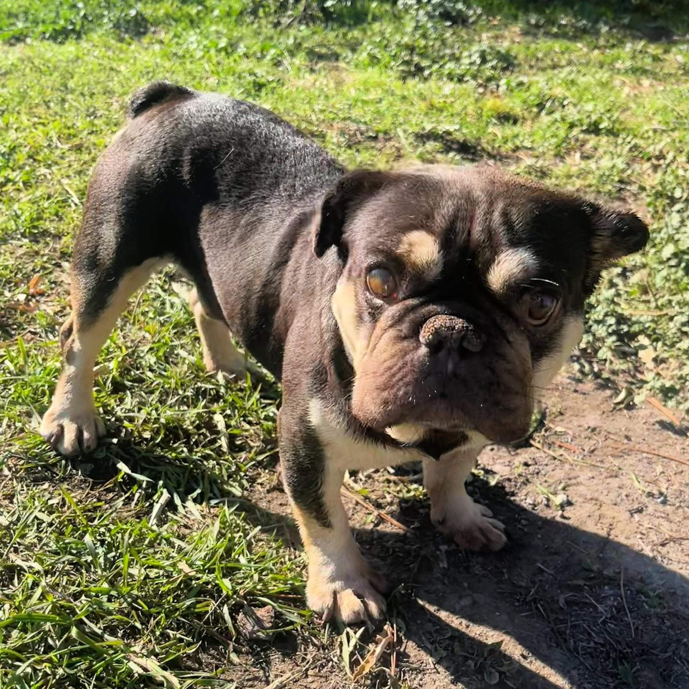 Whopper, Adopted, Adult Male French Bulldog.