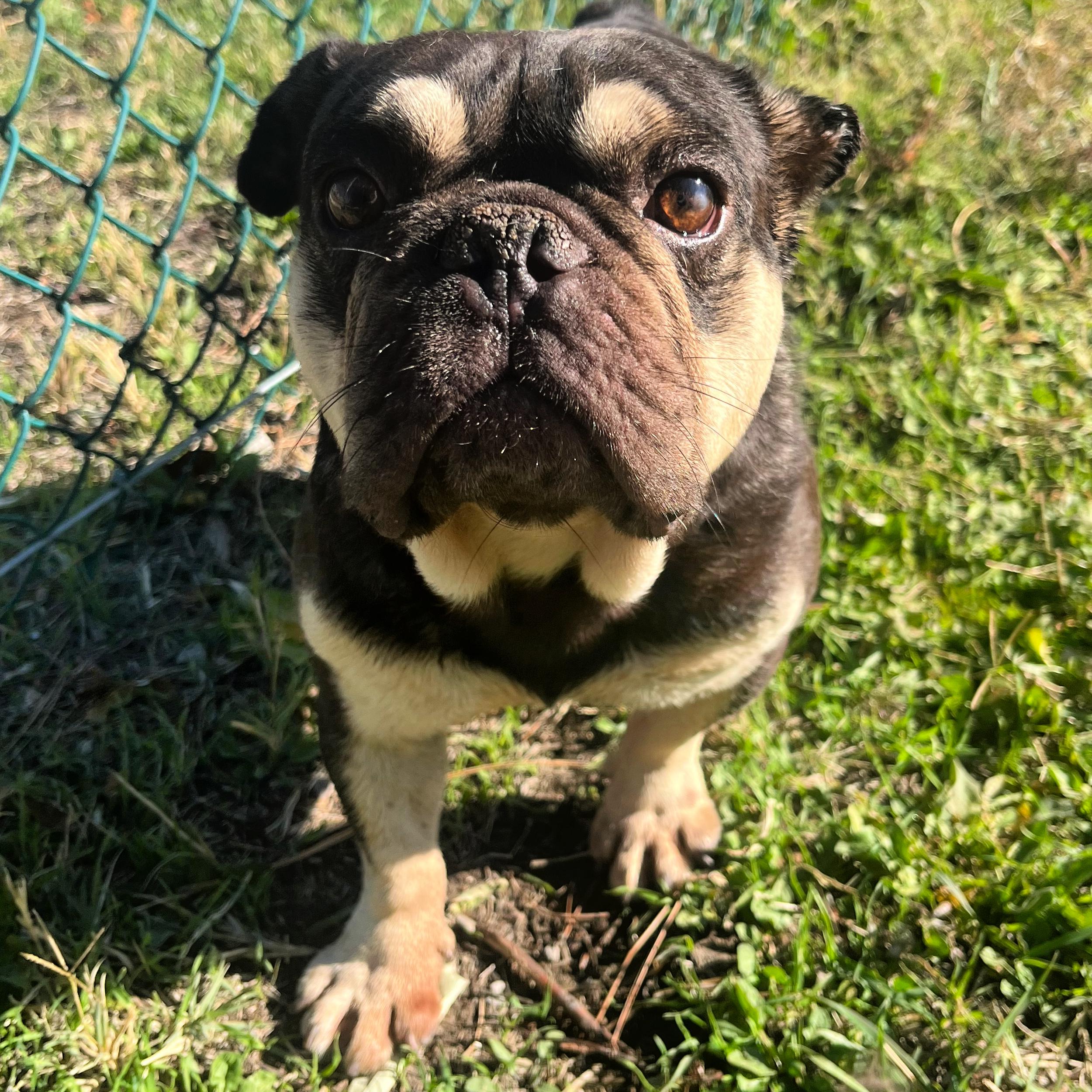 Enlarge Whopper, a Adopted mixed breed in Lindon, UT image 2/5