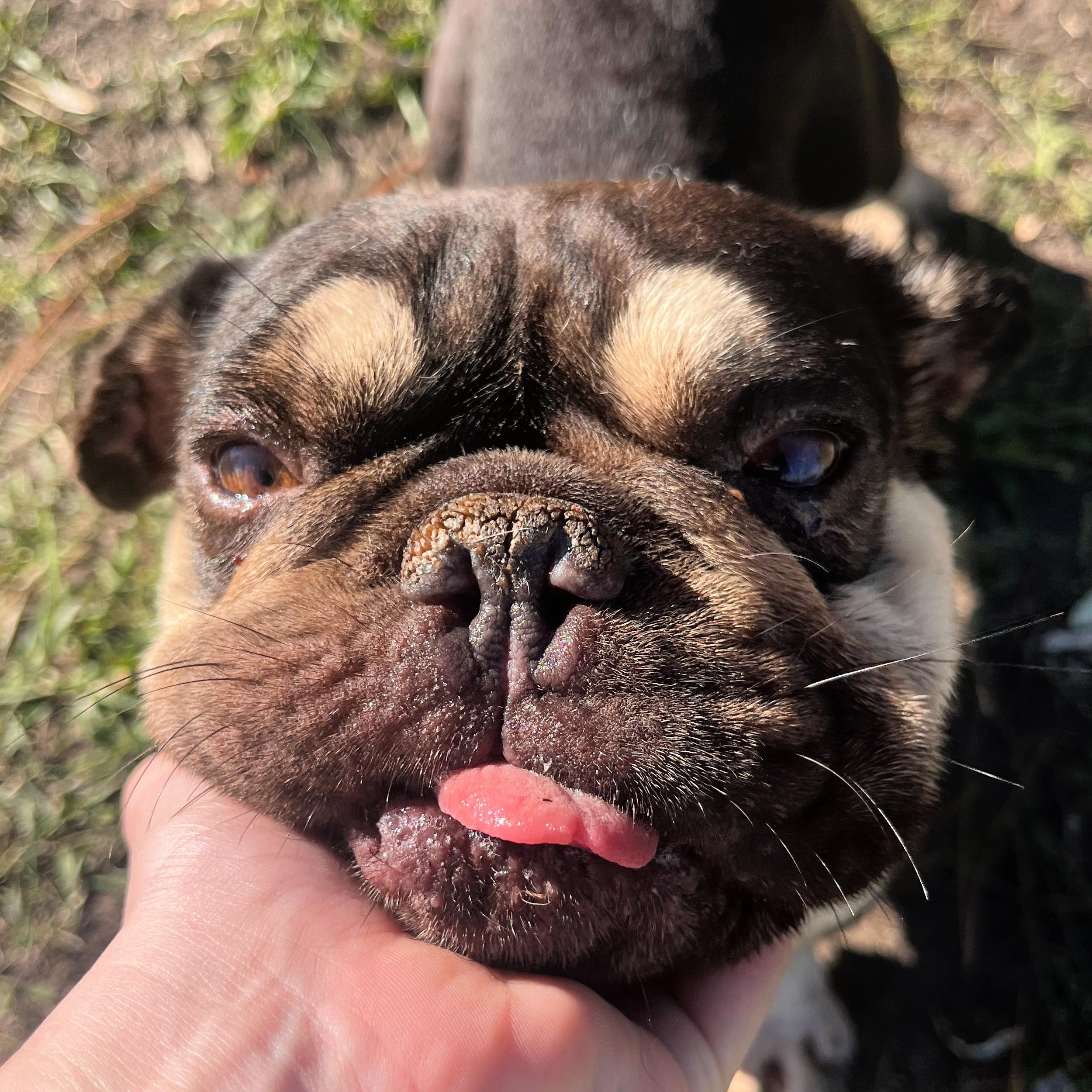 Enlarge Whopper, a Adopted mixed breed in Lindon, UT image 3/5