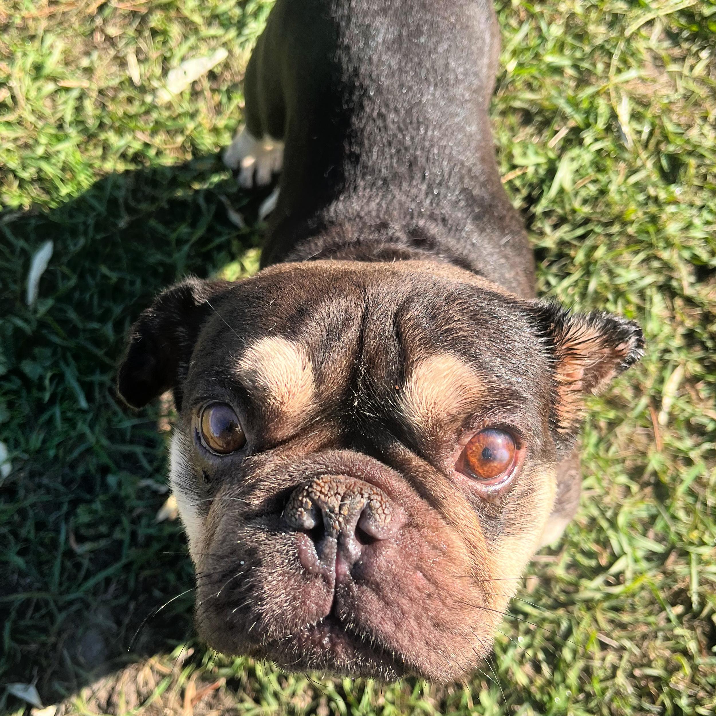 Enlarge Whopper, a Adopted mixed breed in Lindon, UT image 4/5