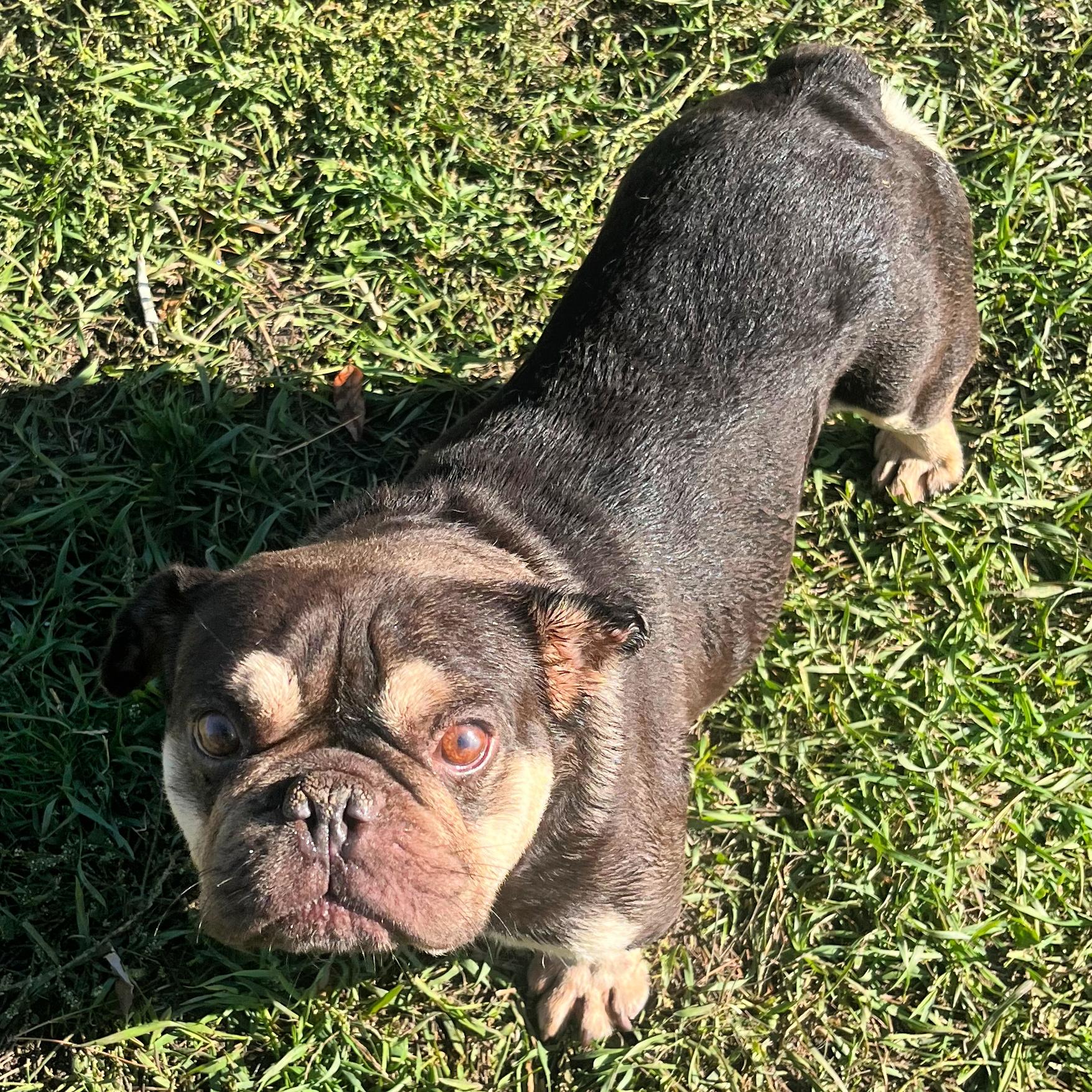 Enlarge Whopper, a Adopted mixed breed in Lindon, UT image 5/5