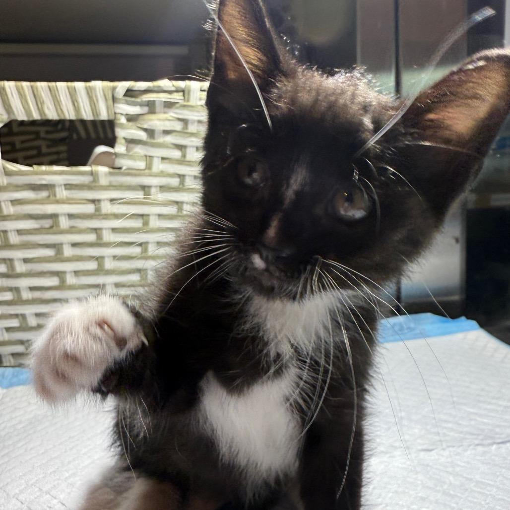 Enlarge Moo Moo, a Adoptable Domestic Short Hair in San Antonio, TX image 2/6