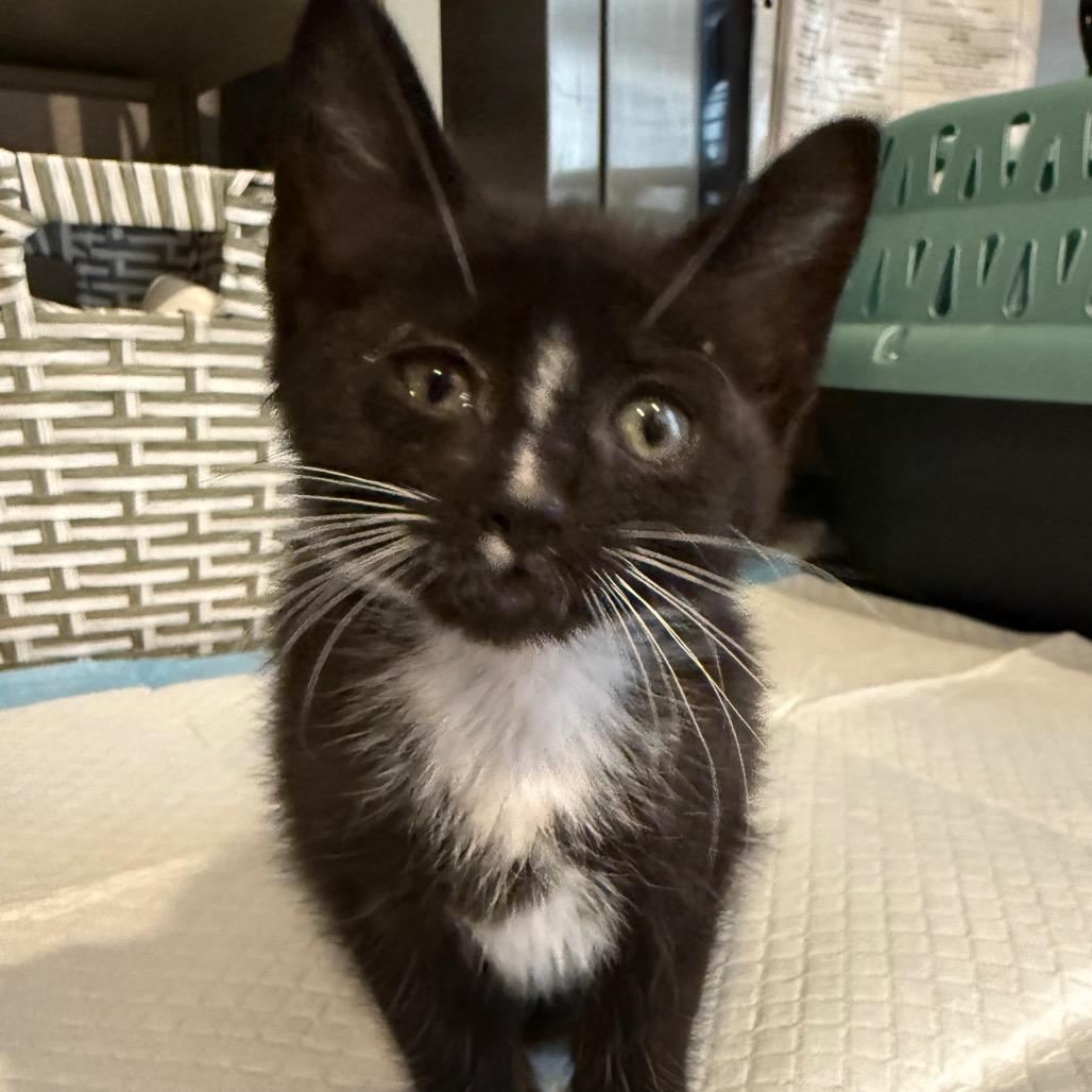 Enlarge Moo Moo, a Adoptable Domestic Short Hair in San Antonio, TX image 3/6