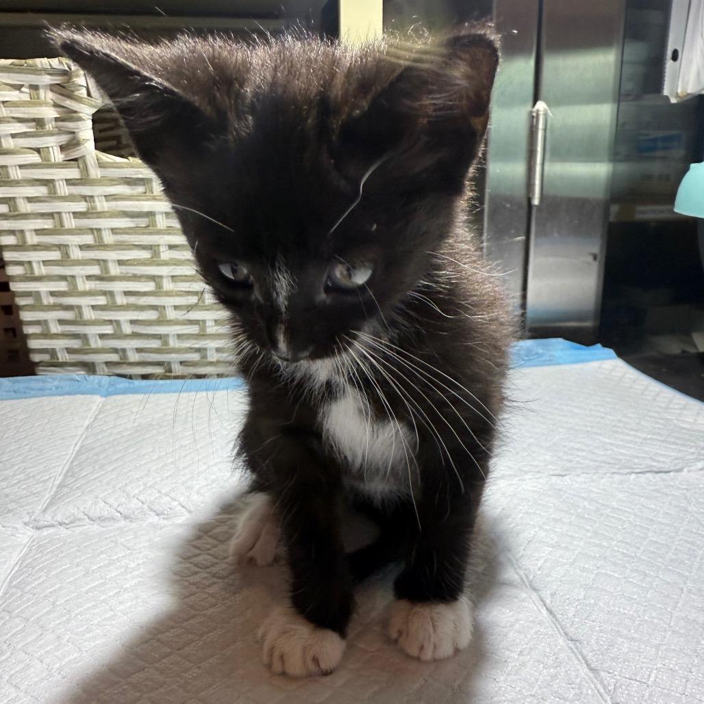 Enlarge Moo Moo, a Adoptable Domestic Short Hair in San Antonio, TX image 4/6