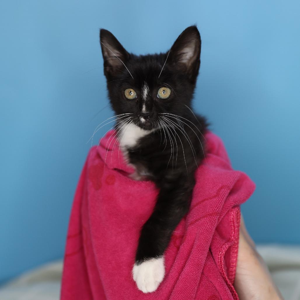 Moo Moo, a Adoptable Domestic Short Hair in San Antonio, TX image 4/6