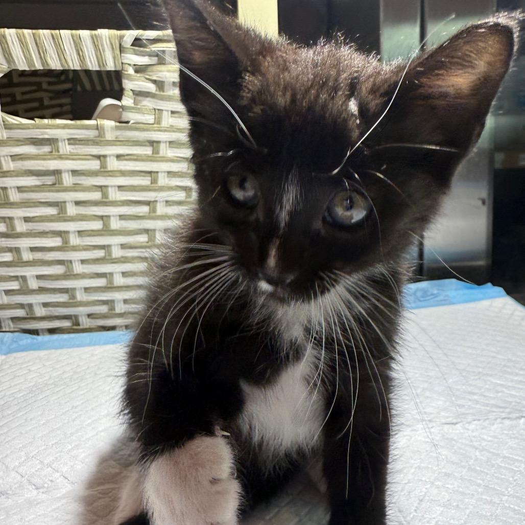 Enlarge Moo Moo, a Adoptable Domestic Short Hair in San Antonio, TX image 5/6