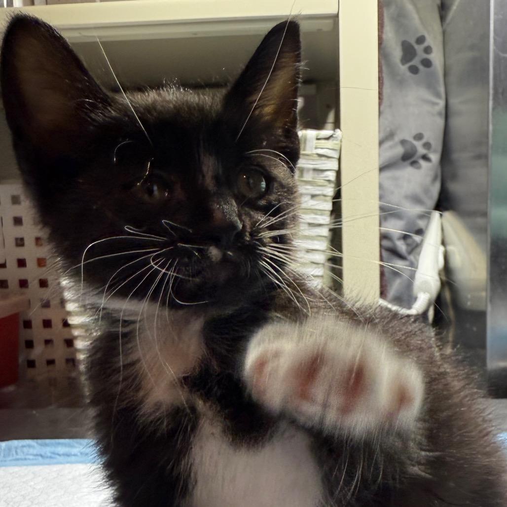 Enlarge Moo Moo, a Adoptable Domestic Short Hair in San Antonio, TX image 6/6