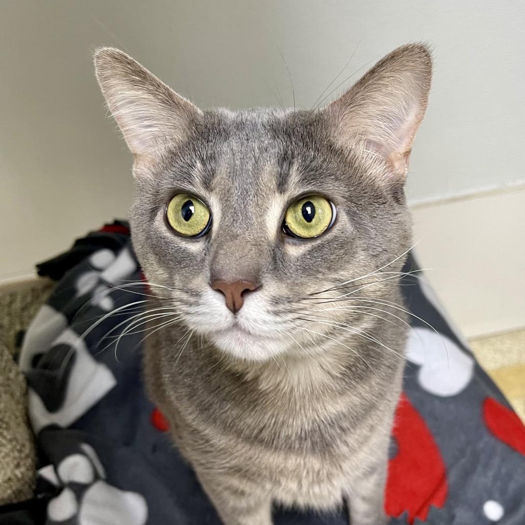 Thunder — thumbnail 4