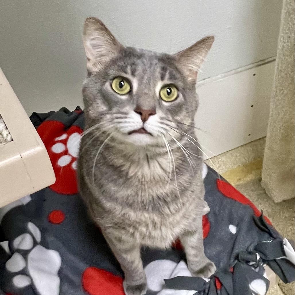 Thunder — thumbnail 5