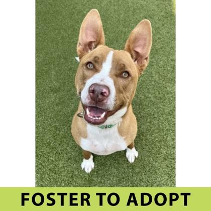 Enlarge Niffler, a Adoptable mixed breed in Eugene, OR image 3/3