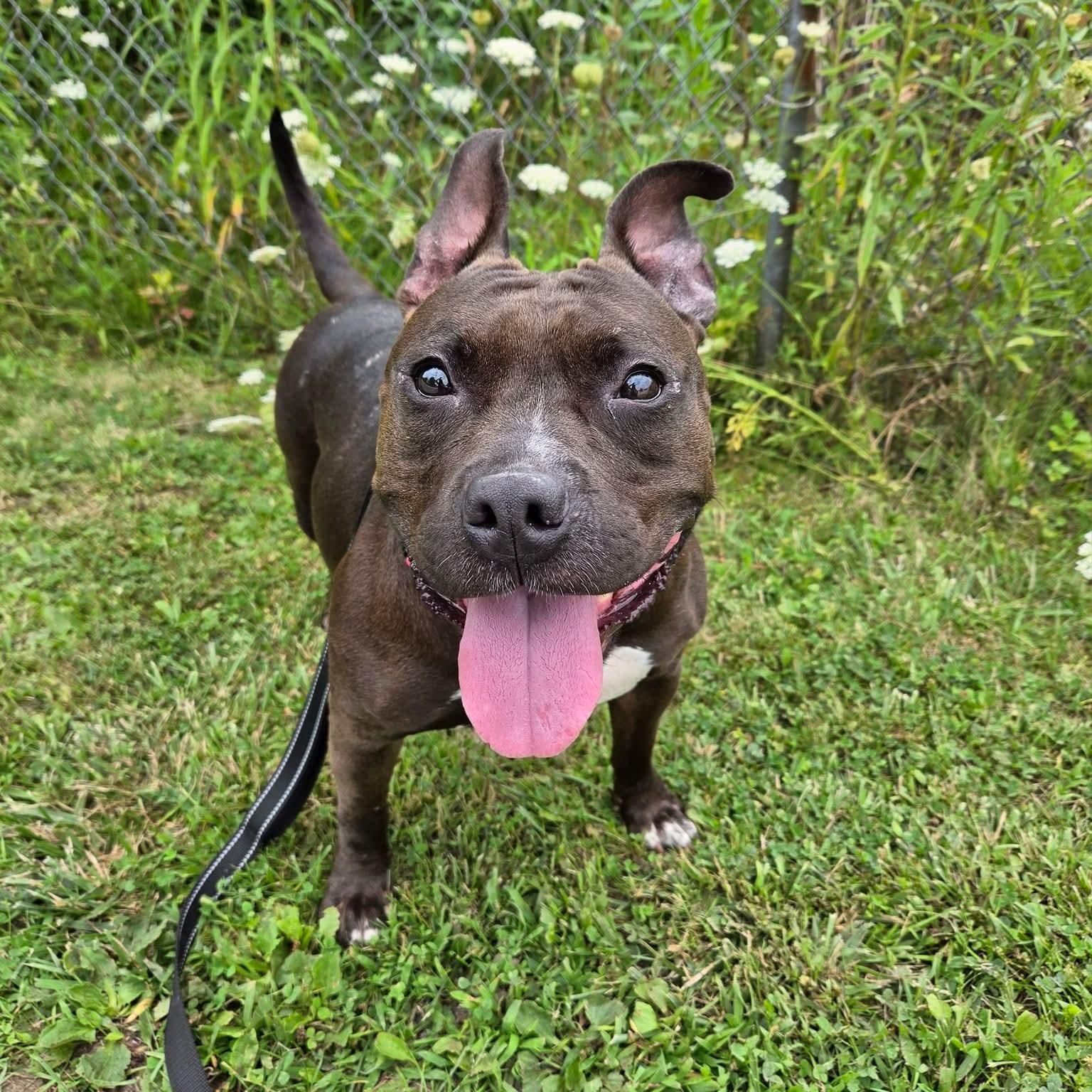 Zinnia, Adoptable, Adult Female American Bully.