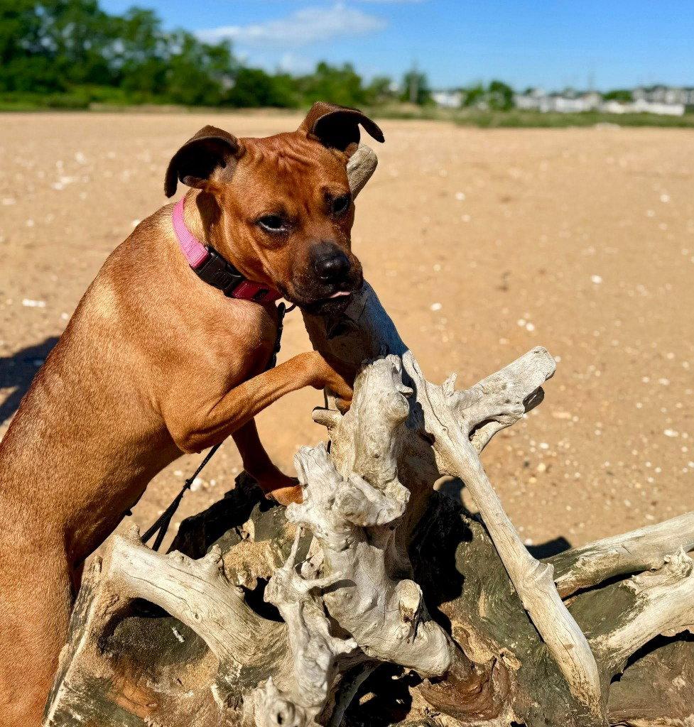 Evie, Adoptable, Young Female Boxer.