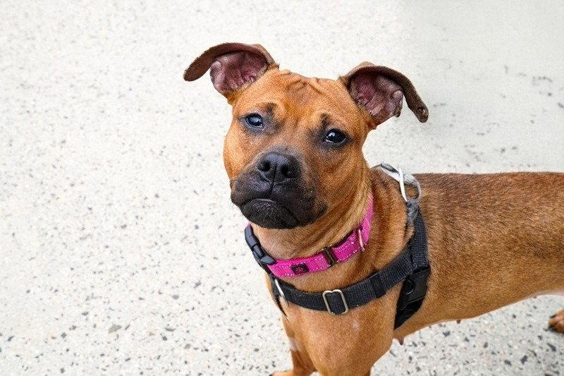 Evie, Adoptable, Young Female Boxer.