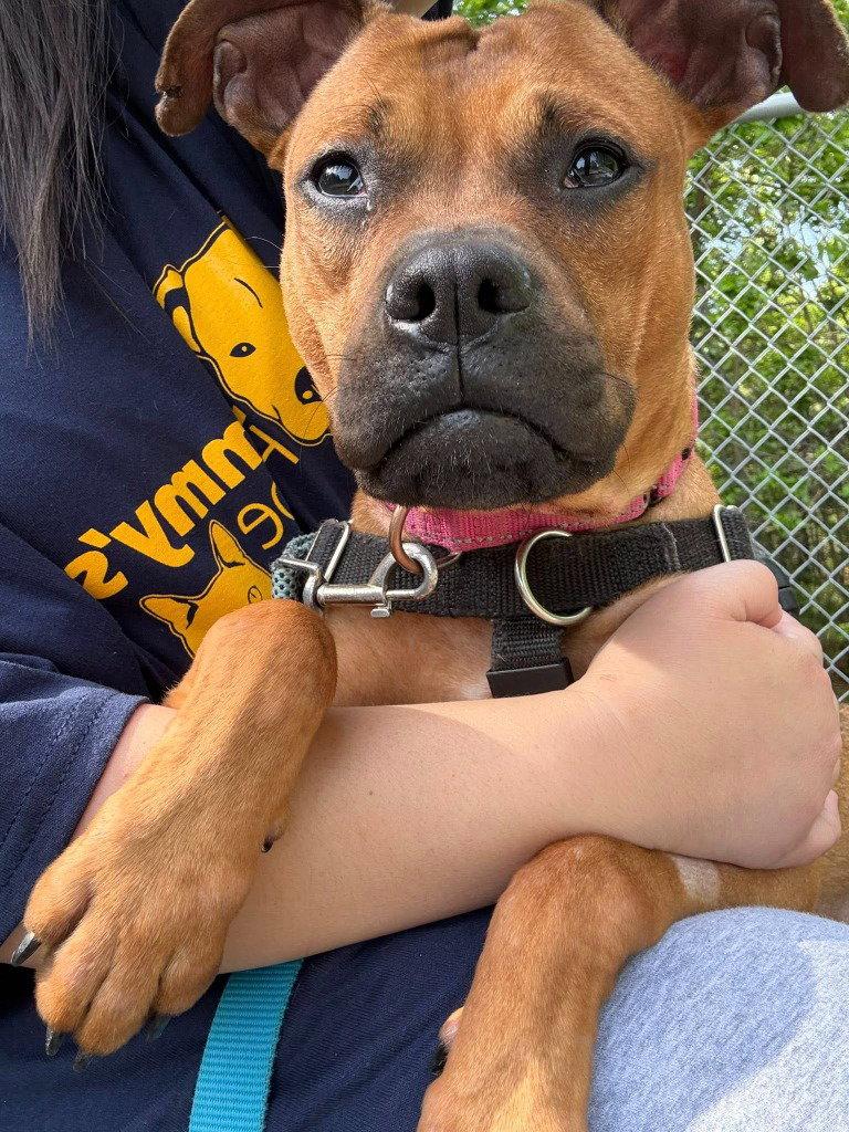 Enlarge Evie, a Adoptable Boxer in Sayreville, NJ image 2/3
