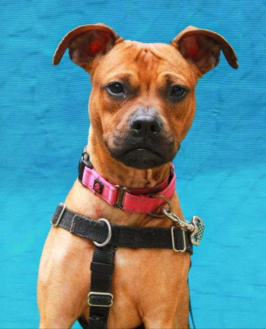Enlarge Evie, a Adoptable Boxer in Sayreville, NJ image 3/3