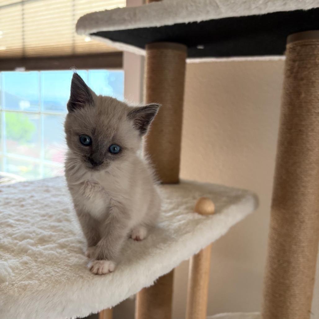 Enlarge Luna, a Adoptable Domestic Short Hair in Ashland, OR image 1/2