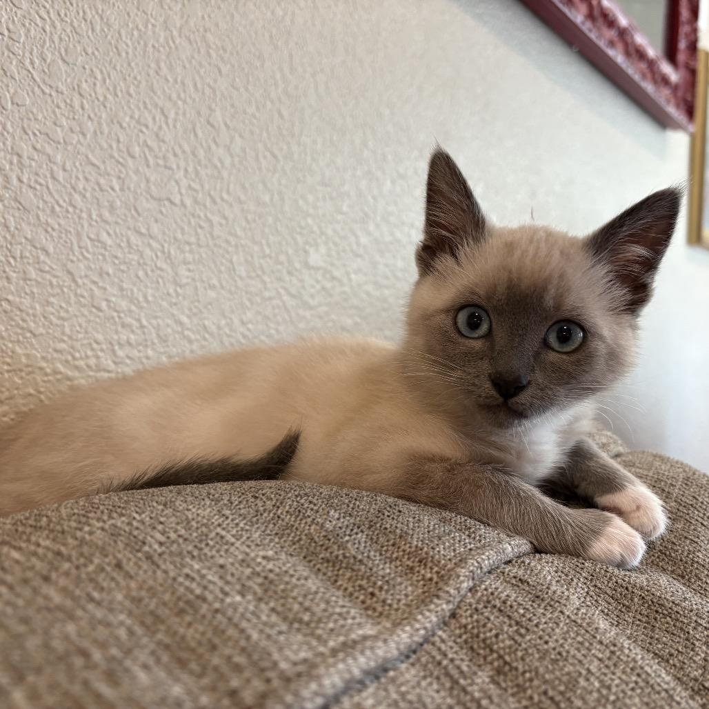 Enlarge Luna, a Adoptable Domestic Short Hair in Ashland, OR image 2/2
