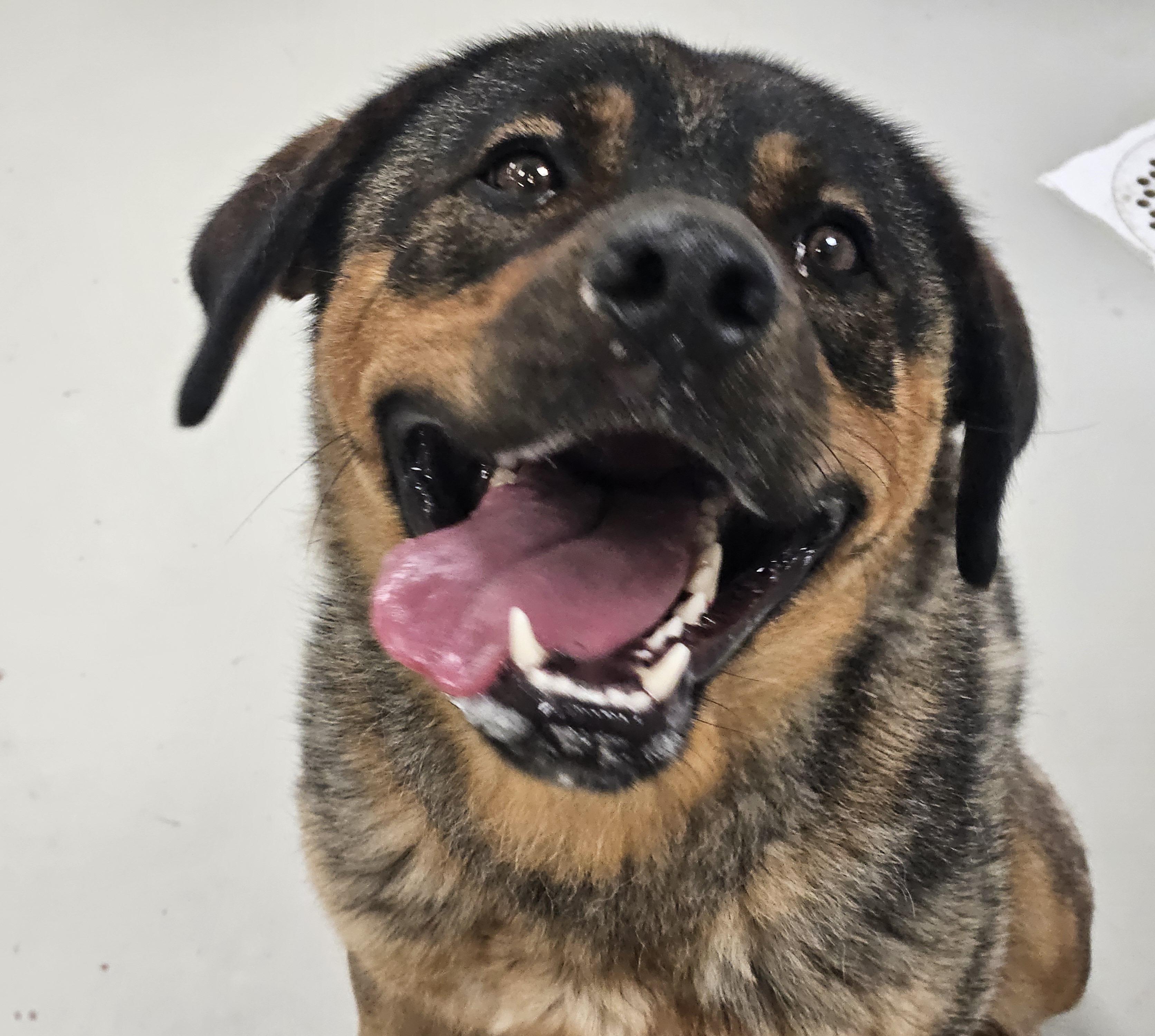 Antonia, Adoptable, Young Female German Shepherd Dog & Mixed Breed.