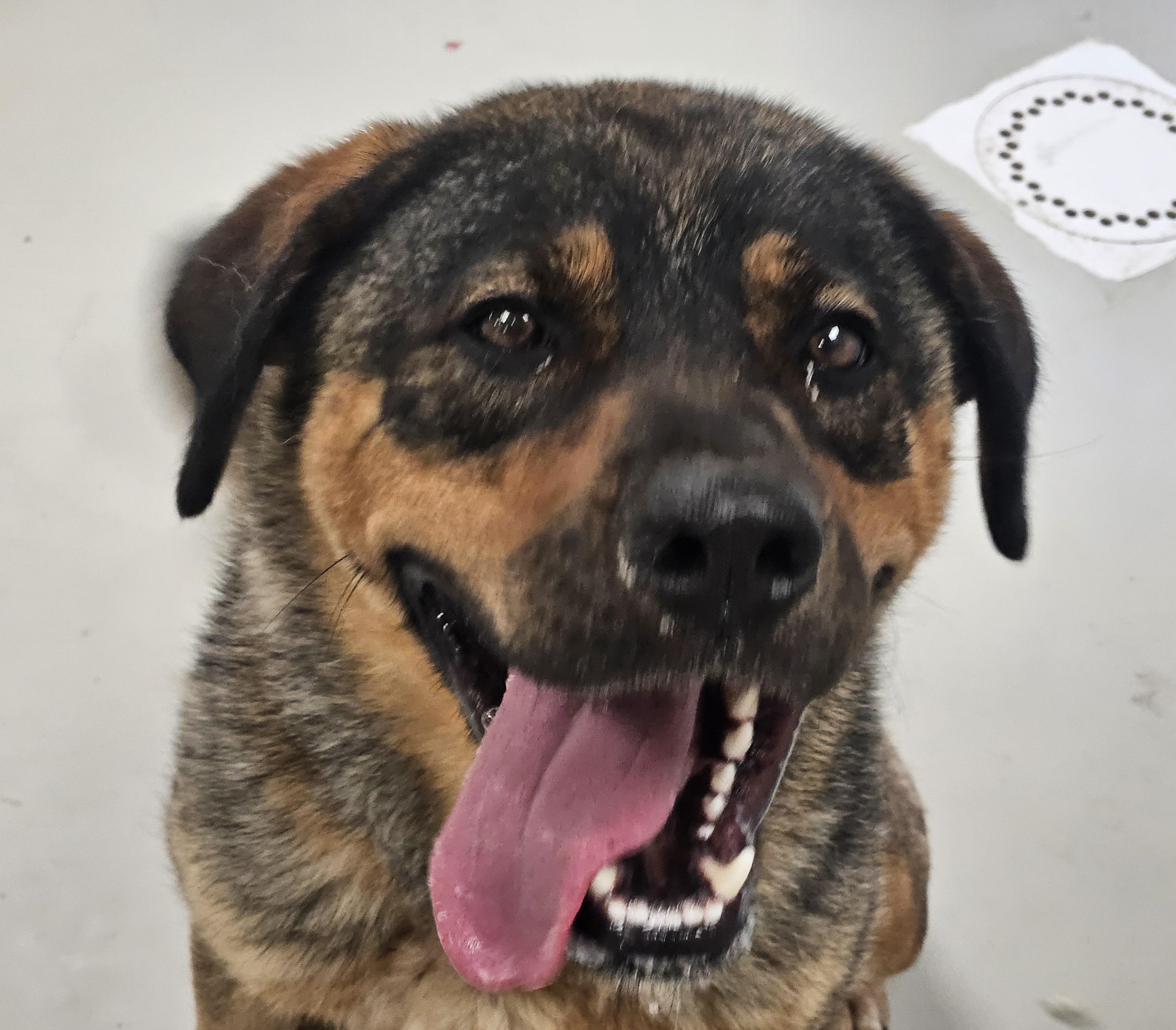 Antonia, a Adoptable mixed breed in Heathsville, VA image 2/6