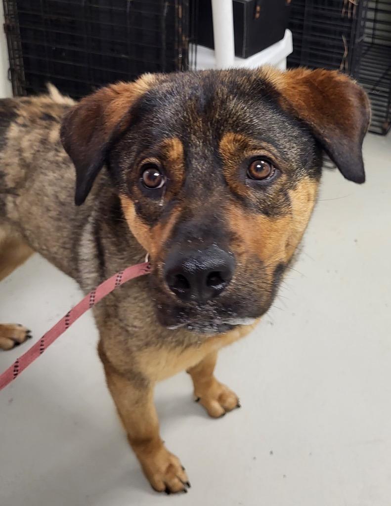 Antonia, a Adoptable mixed breed in Heathsville, VA image 3/6