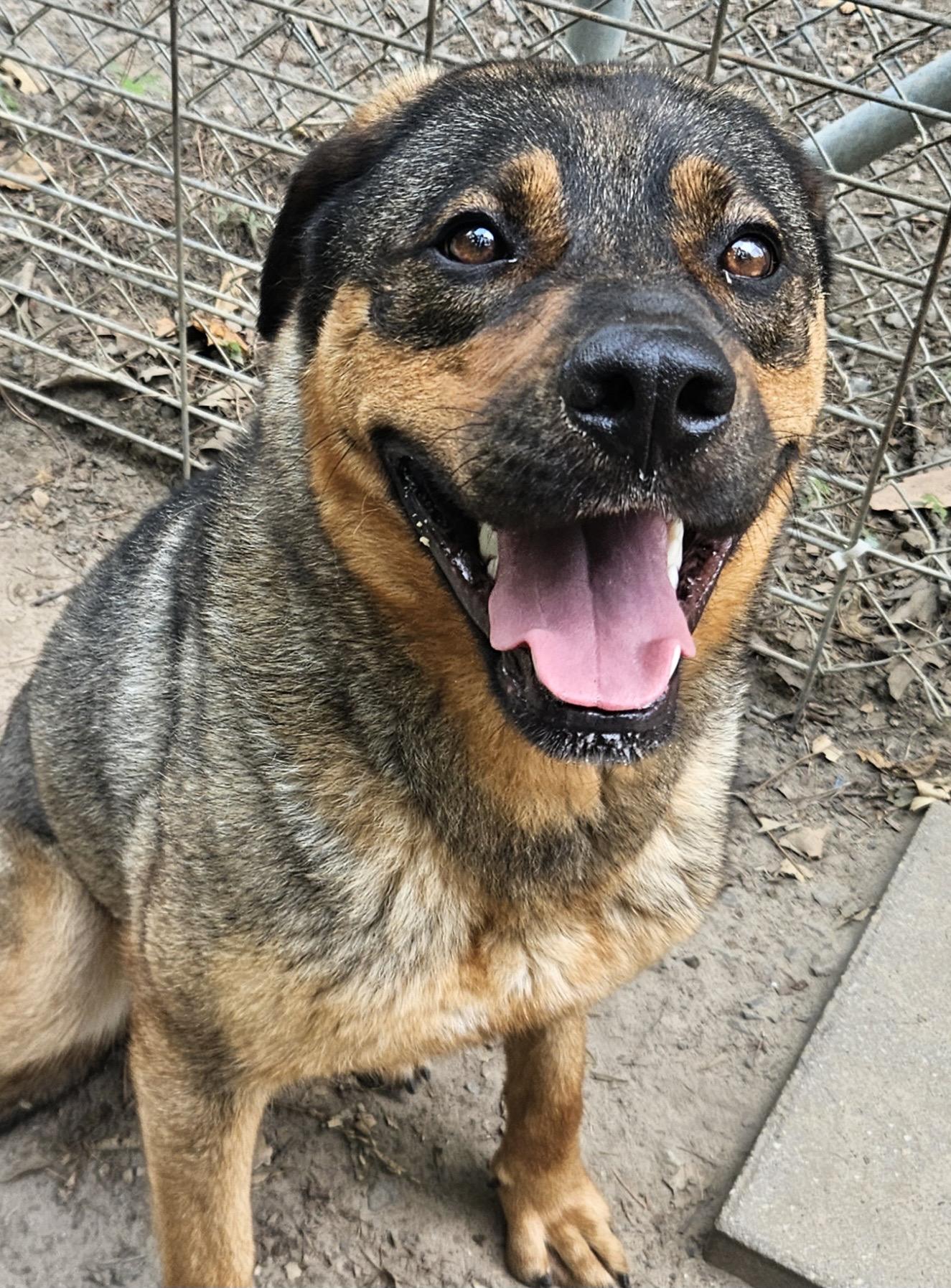 Antonia, a Adoptable mixed breed in Heathsville, VA image 4/6