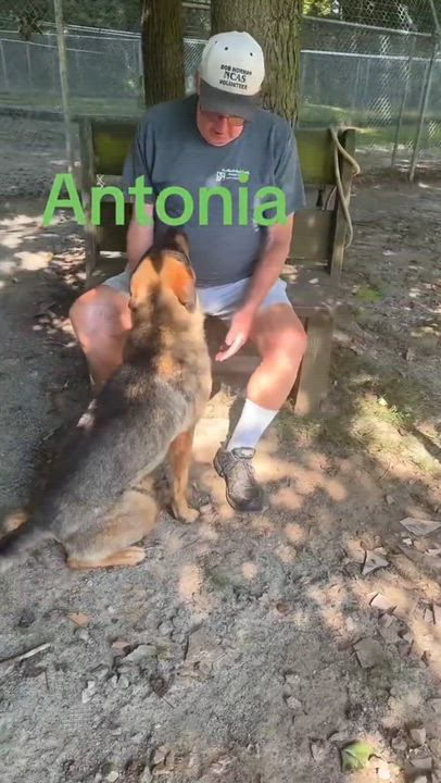 Enlarge Antonia, a Adoptable mixed breed in Heathsville, VA video 6/6