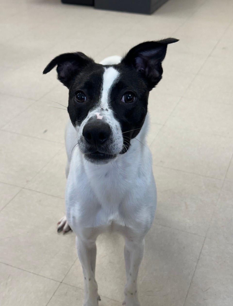 Alan, a ADOPTABLE Jack Russell Terrier in Clayton, NJ image 2/2