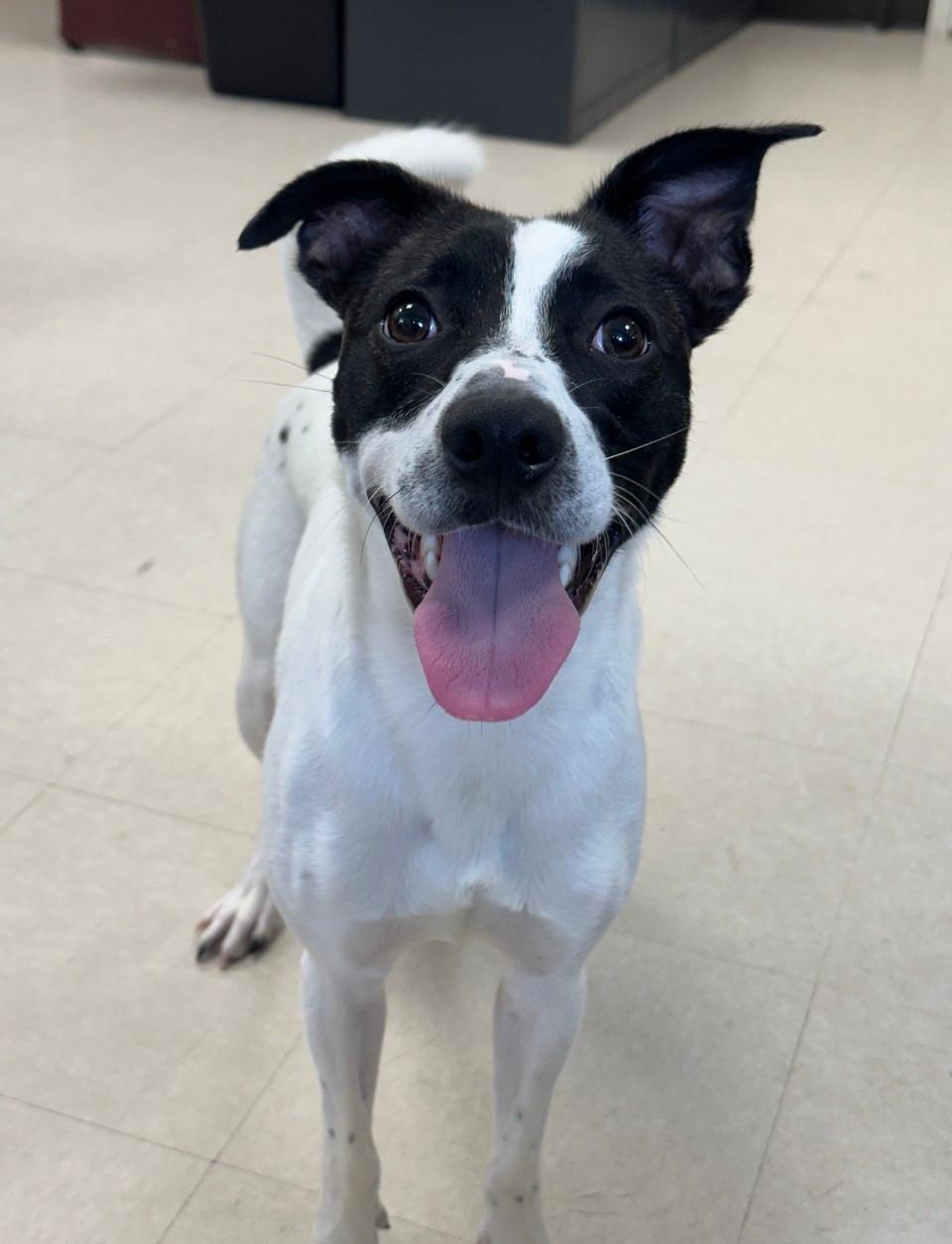 Alan, ADOPTABLE, Young Male Jack Russell Terrier.