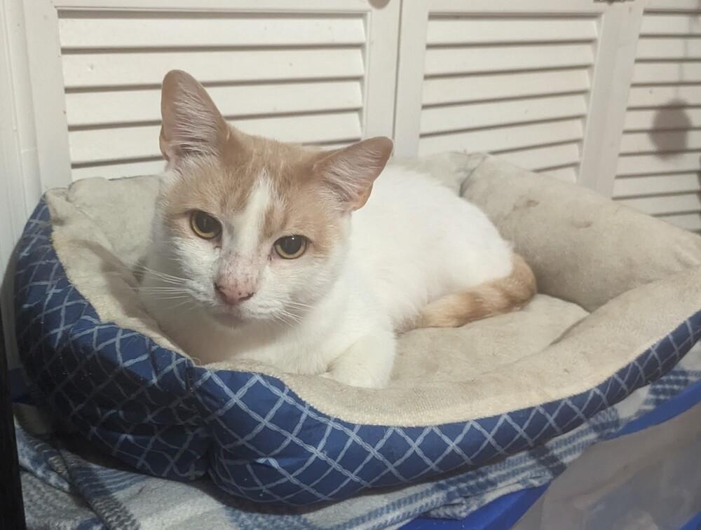 Evan, Adoptable, Adult Male Domestic Short Hair.