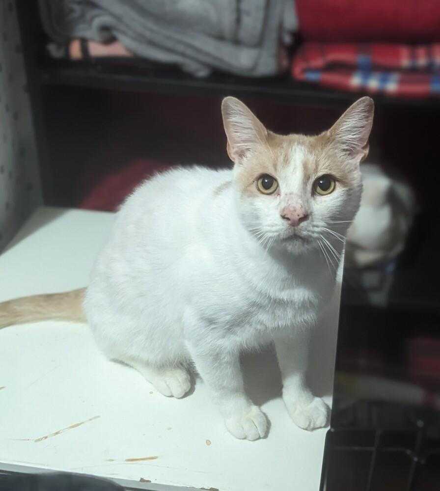 Enlarge Evan, a Adoptable mixed breed in Jackson, GA image 4/4