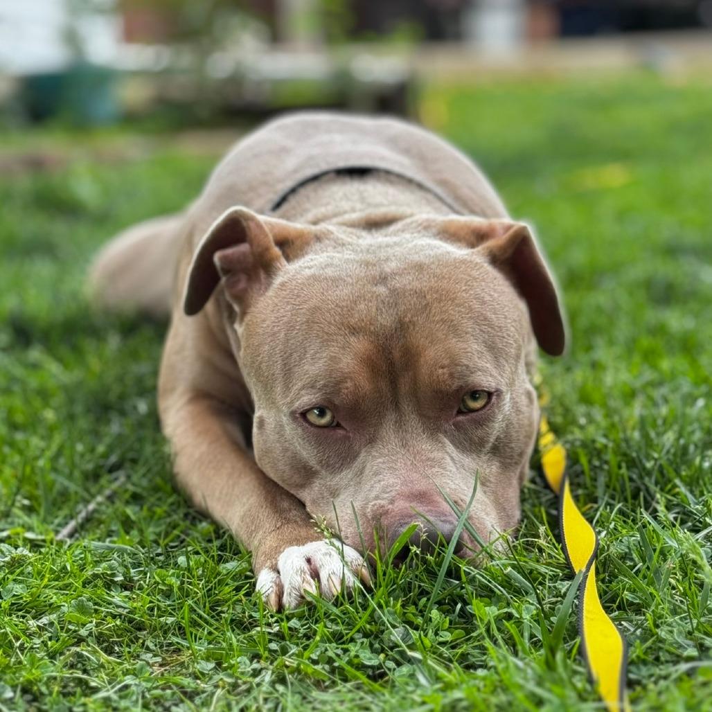 Enlarge Rudy, a Adoptable mixed breed in York, PA image 4/6