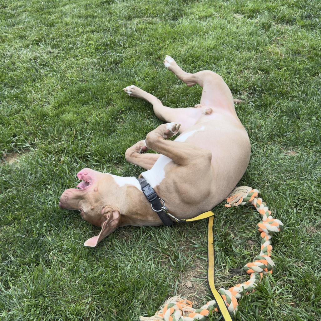 Enlarge Rudy, a Adoptable mixed breed in York, PA image 5/6