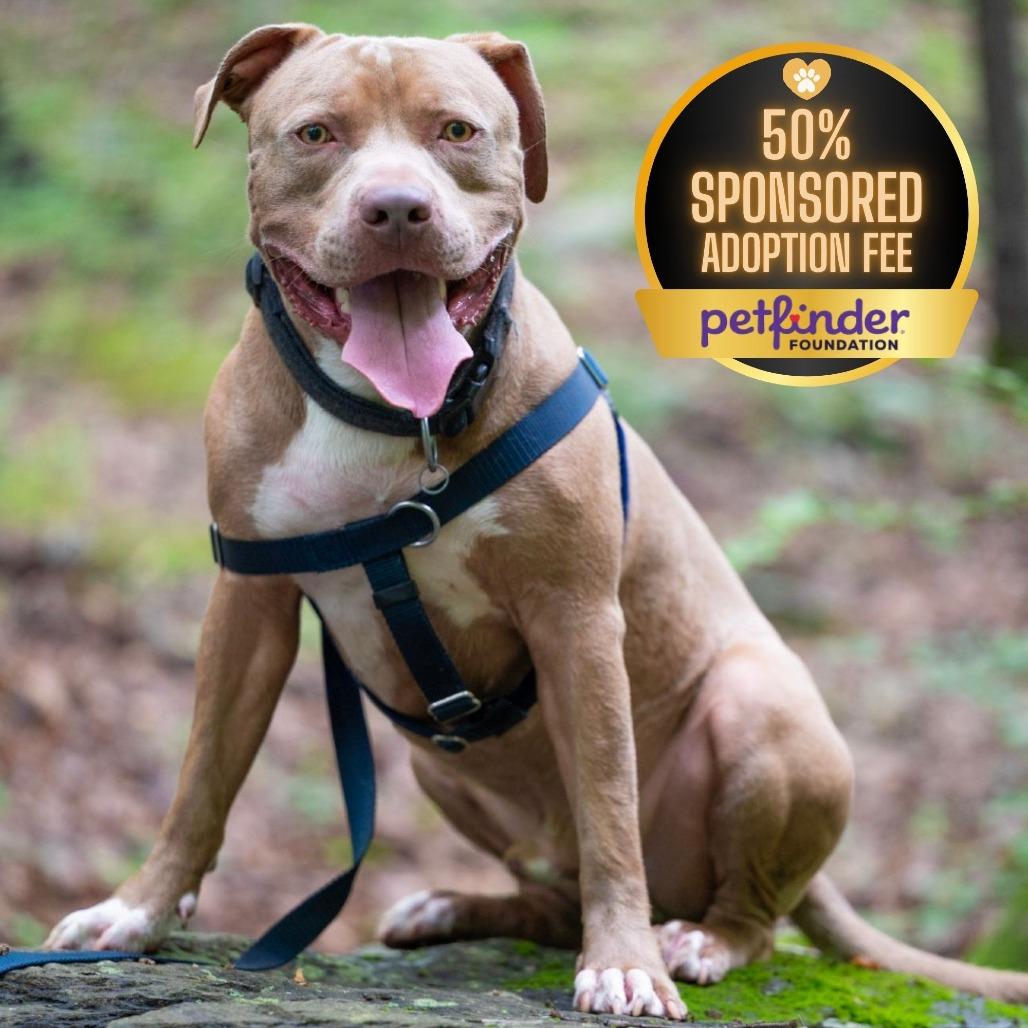 Rudy, Adoptable, Adult Male Pit Bull Terrier & Pit Bull Terrier.