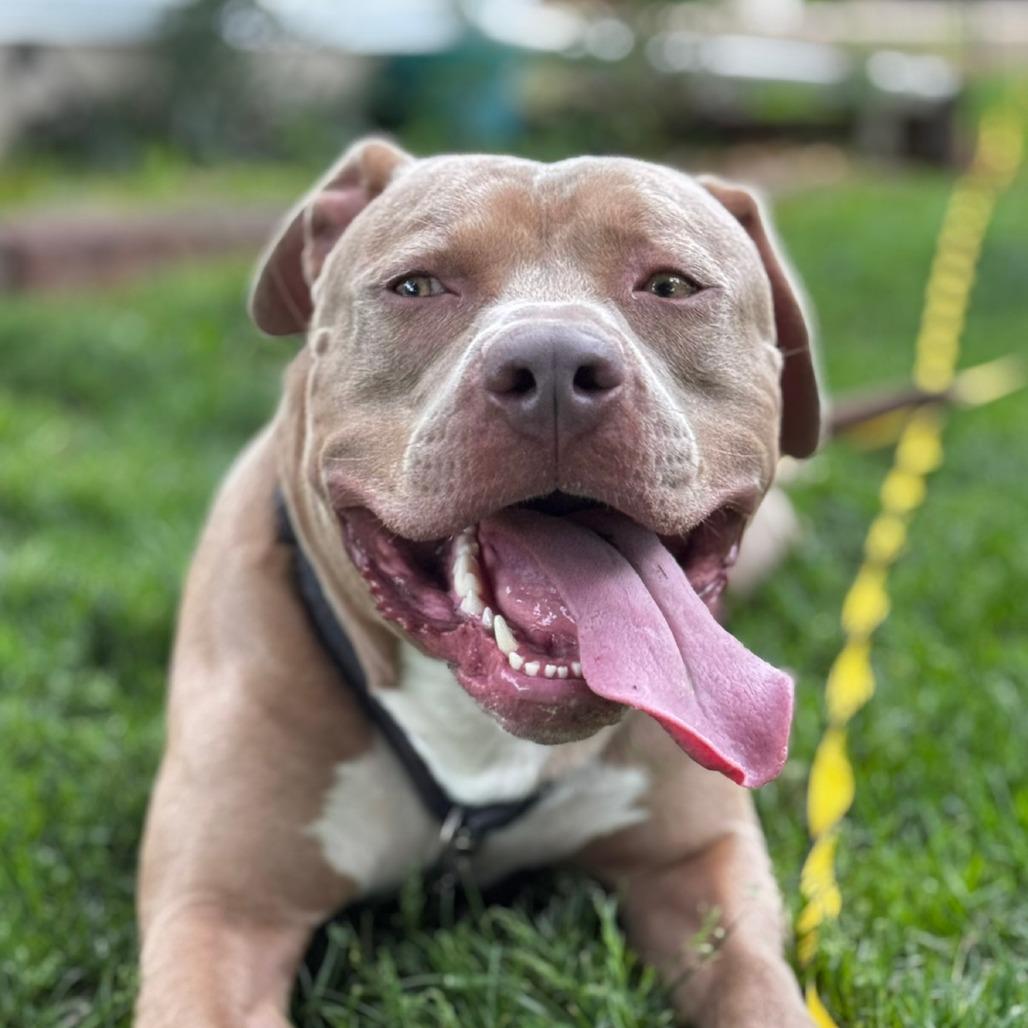 Enlarge Rudy, a Adoptable mixed breed in York, PA image 6/6