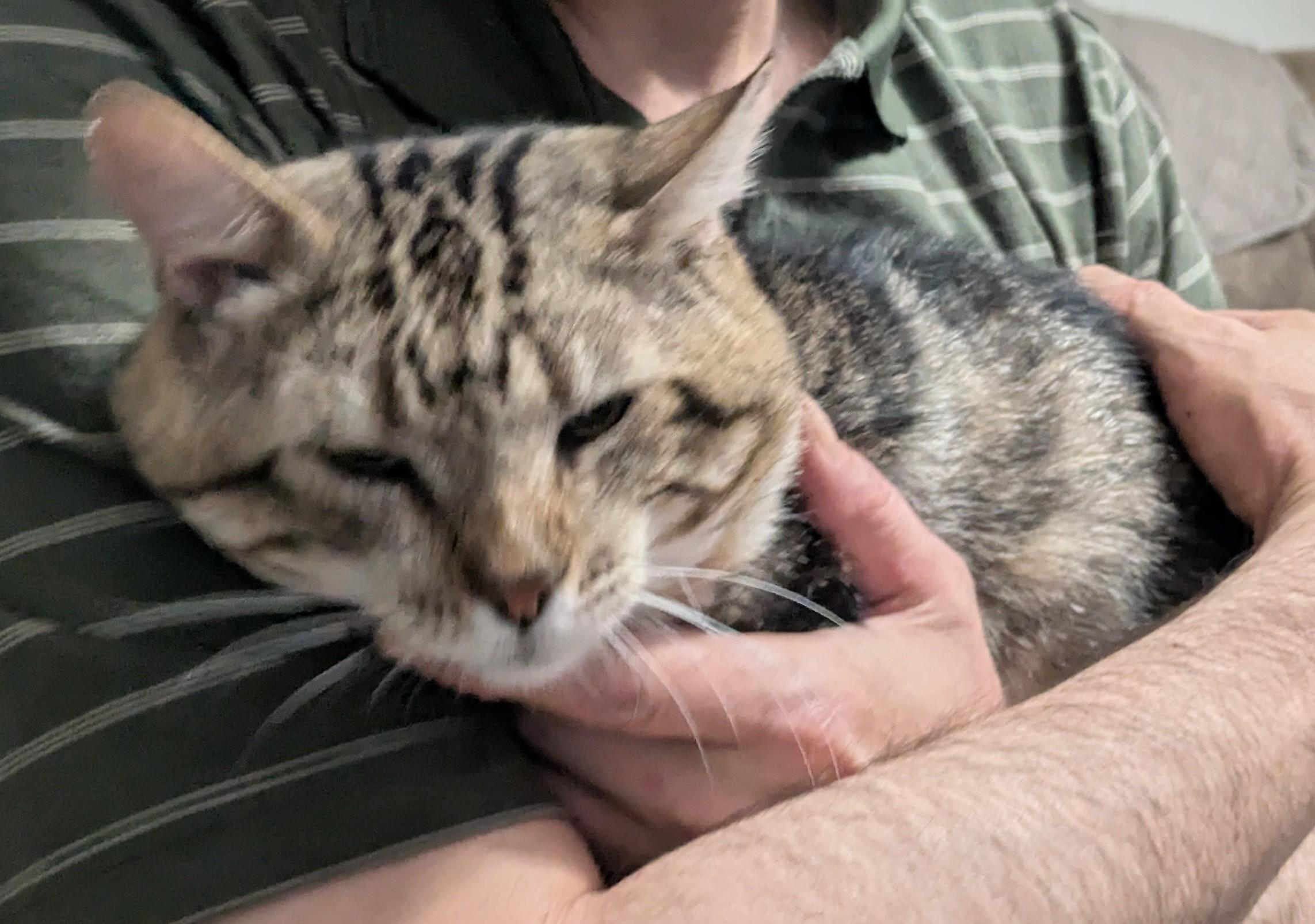 Smitten Kitten - Courtesy Post, Adult Male Domestic Short Hair