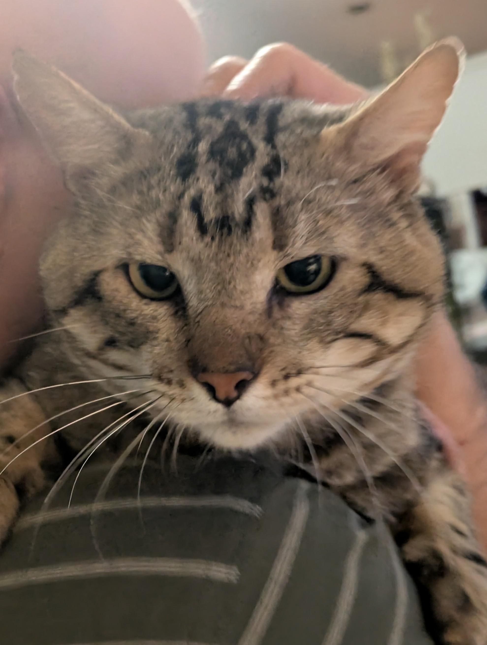 Smitten Kitten - Courtesy Post photo 2