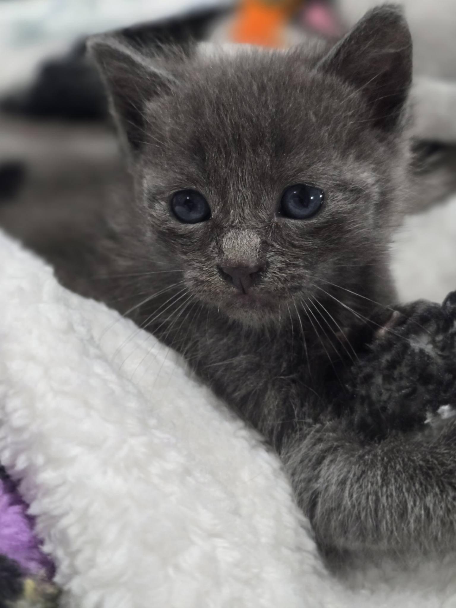 Luna, a Adopted Domestic Short Hair in Long Beach, CA image 1/5