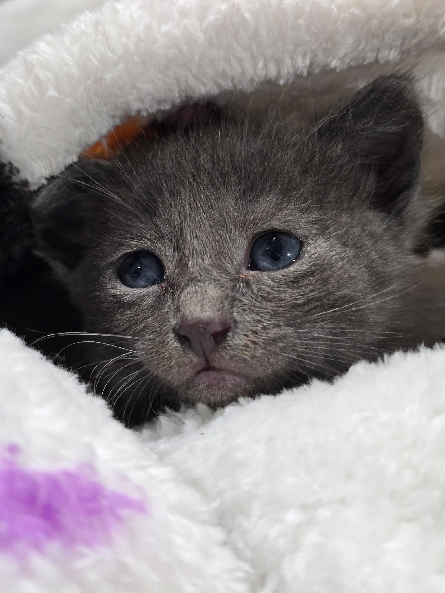 Luna, a Adopted Domestic Short Hair in Long Beach, CA image 2/5