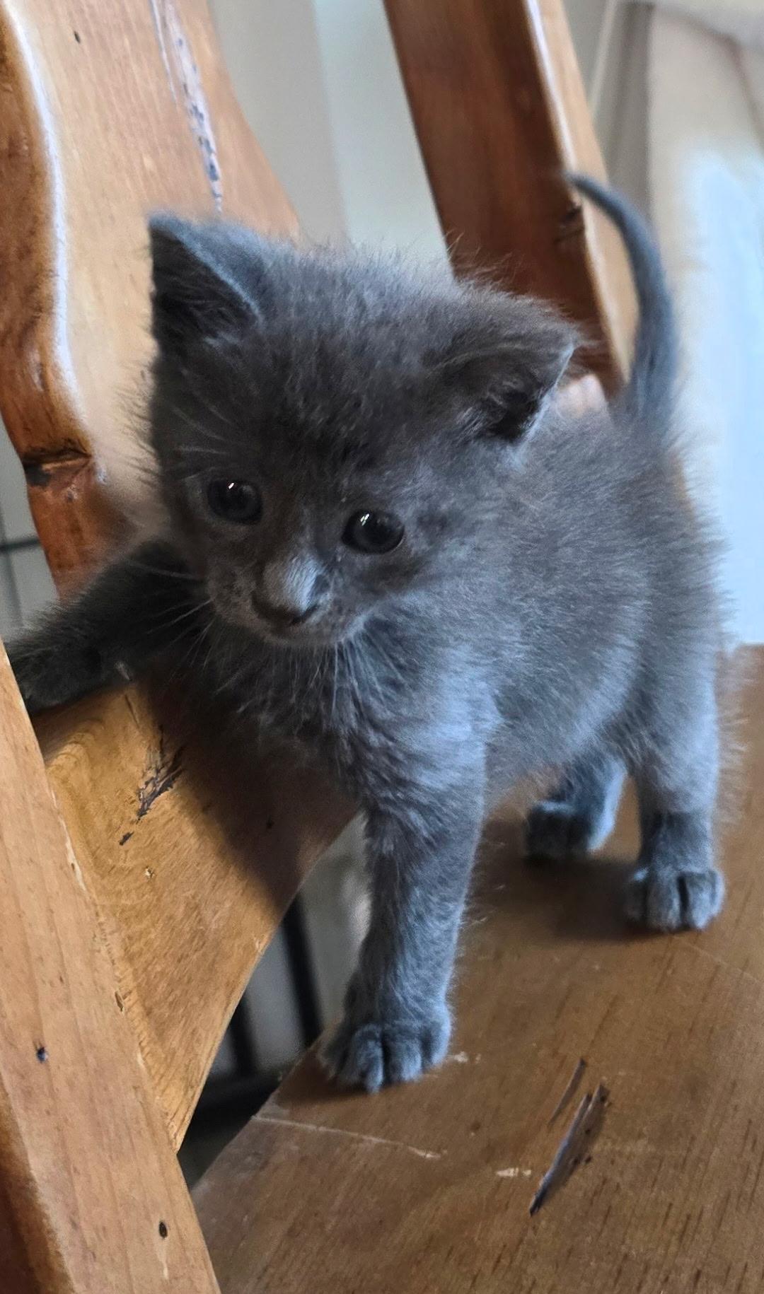 Luna, a Adopted Domestic Short Hair in Long Beach, CA image 3/5