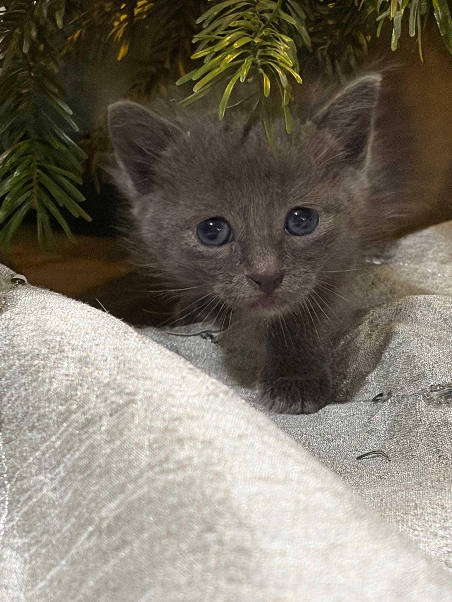 Luna, a Adopted Domestic Short Hair in Long Beach, CA image 4/5