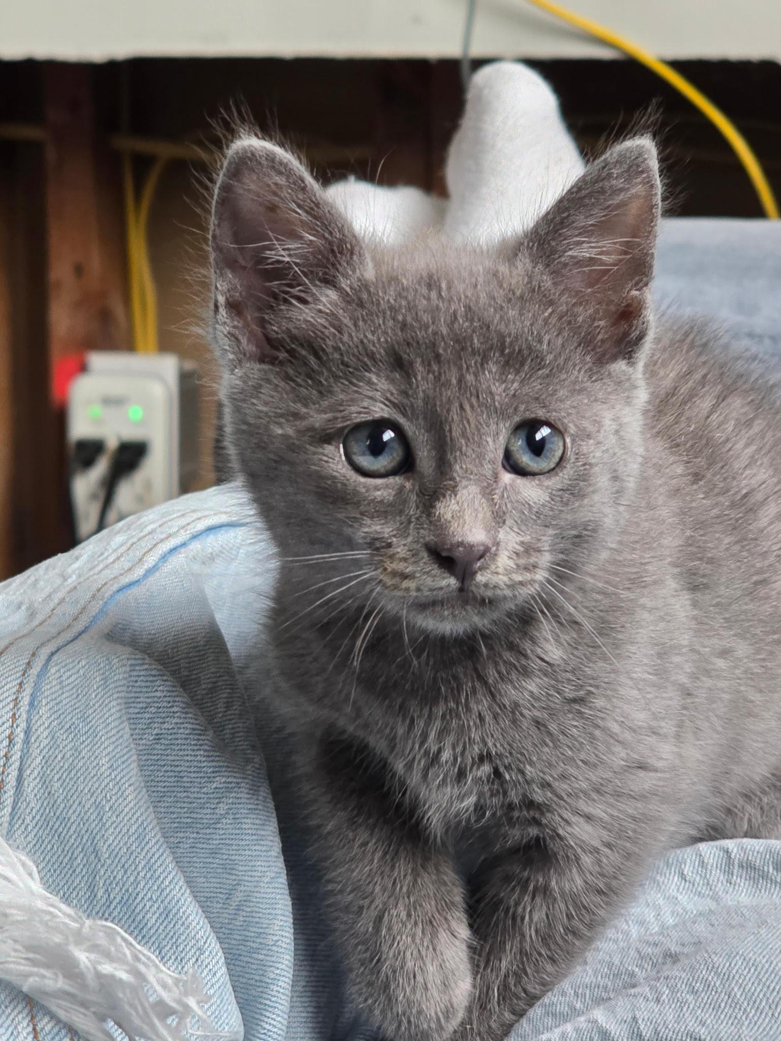 Luna, a Adopted Domestic Short Hair in Long Beach, CA image 5/5