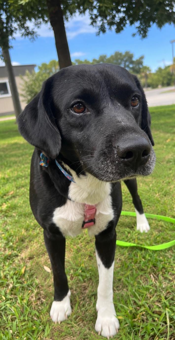 Maple, Adopted, Adult Female Black Labrador Retriever.