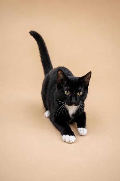 Enlarge Glow fly, a Adoptable mixed breed in Dahlonega, GA image 2/2