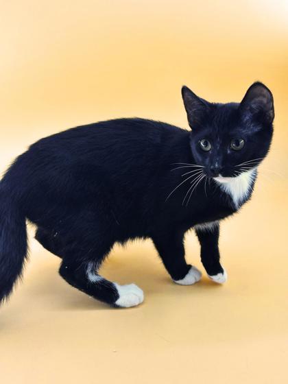 Glow fly, Adoptable, Kitten Female Domestic Short Hair & Domestic Short Hair.