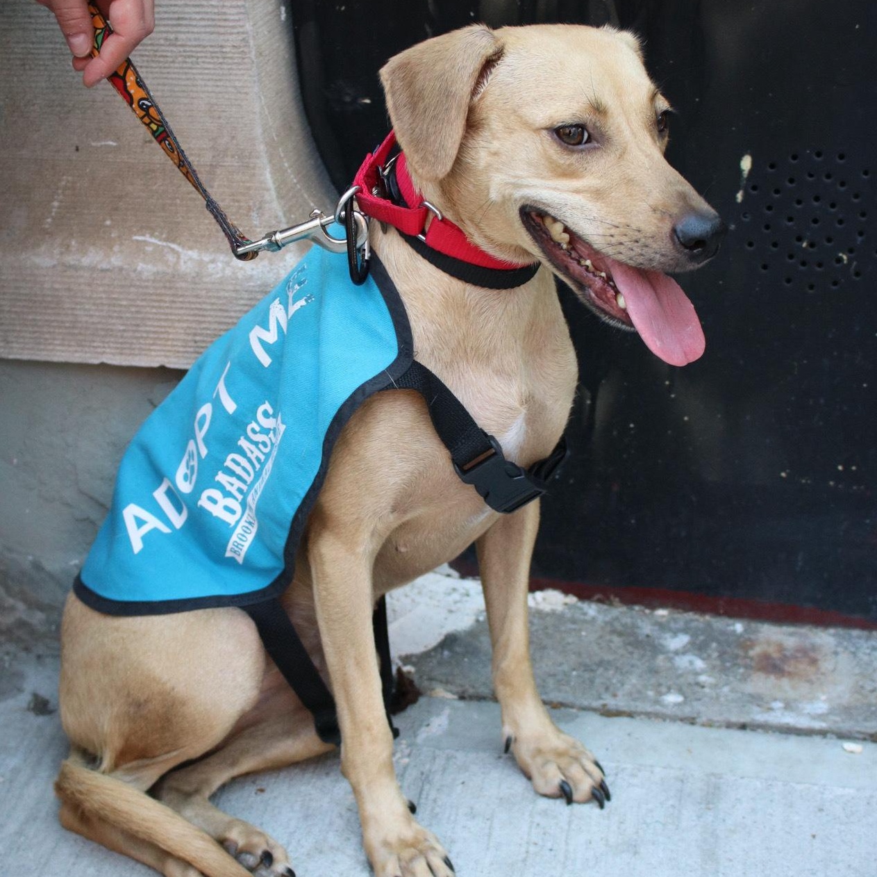 Enlarge Immortelle, a Adoptable Mixed Breed in Brooklyn, NY image 4/6