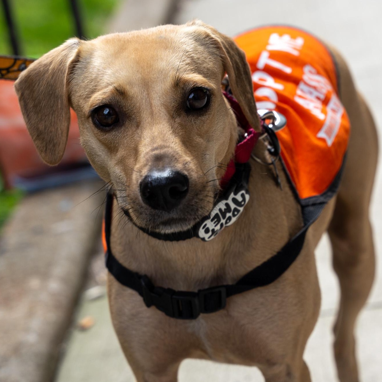 Enlarge Immortelle, a Adoptable Mixed Breed in Brooklyn, NY image 6/6